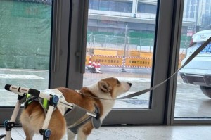 小狗的繁殖周期剖析（了解小狗的生育规律，让你爱宠更健康幸福）