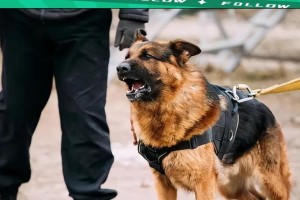 德国牧羊犬的分类与特征（探索不同类型的德国牧羊犬，了解它们的独特之处）