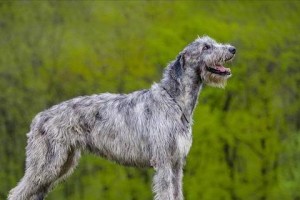 体型高大的狗种类介绍（探索世界上最壮观的犬类大个子）