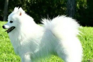 长不大的犬（探寻长不大犬的魅力与特点）