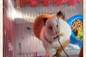 荷兰猪的叫声之谜（探索荷兰猪持续叫唤的原因和解决方法）
