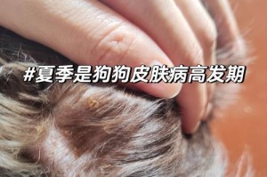 探秘狗身上的疙瘩（了解狗身上出现疙瘩的关键原因及应对方法）