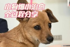 狗狗不出门会得细小吗？（探究狗狗不出门是否会引发细小疾病）